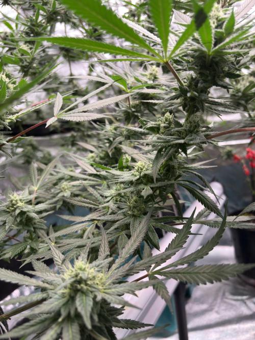 Lemon Cherry Gelato. Week 14