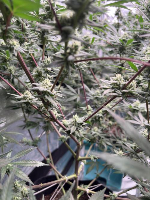 Lemon Cherry Gelato. Week 14