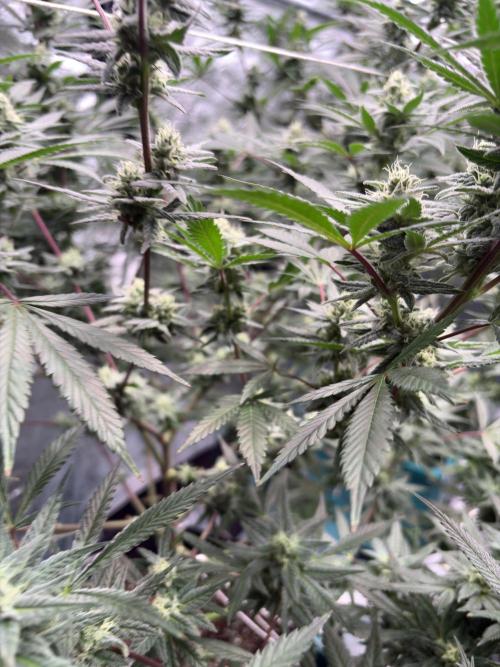 Lemon Cherry Gelato. Week 14