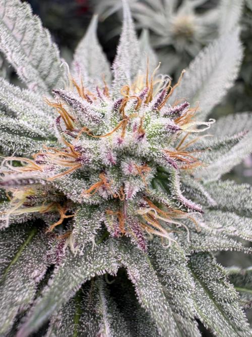 Slurricaine. Week 14