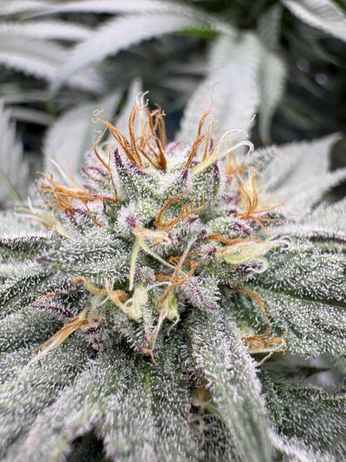 Slurricaine. Week 14