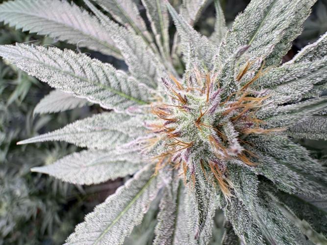 Slurricaine. Week 14