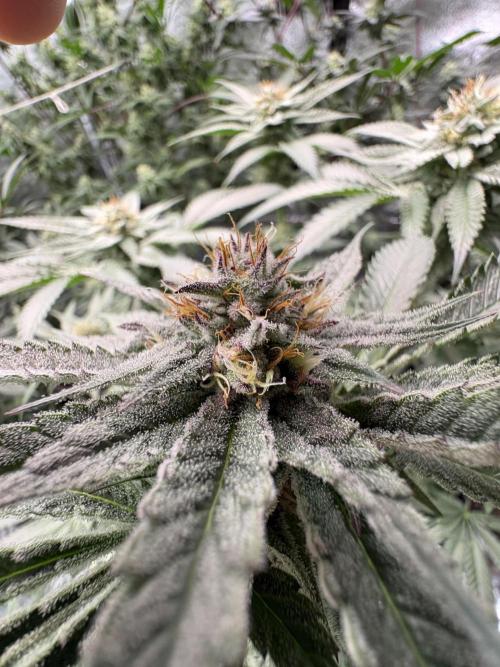 Slurricaine. Week 14