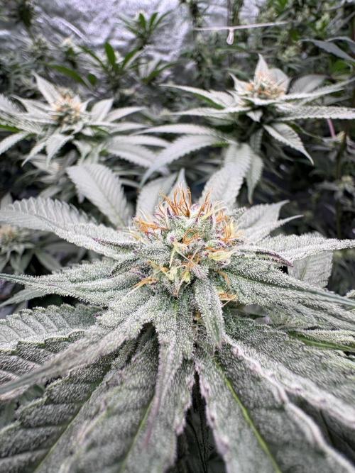 Slurricaine. Week 14