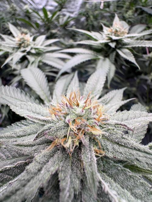 Slurricaine. Week 14