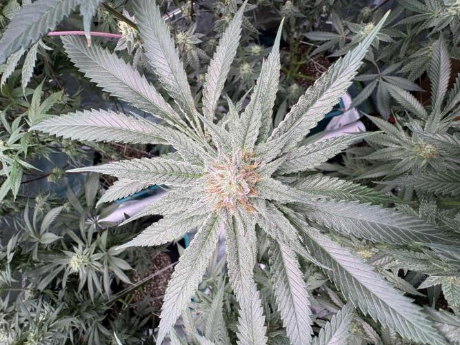 Slurricaine. Week 14