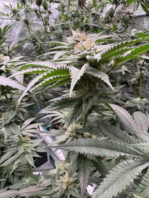 Slurricaine. Week 14