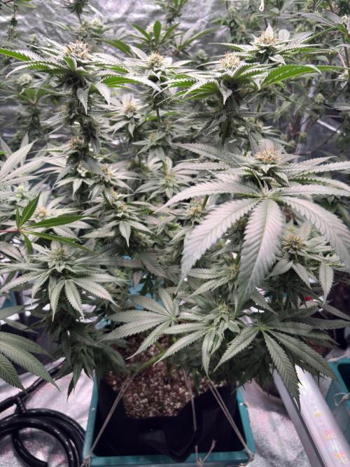 Slurricaine. Week 14