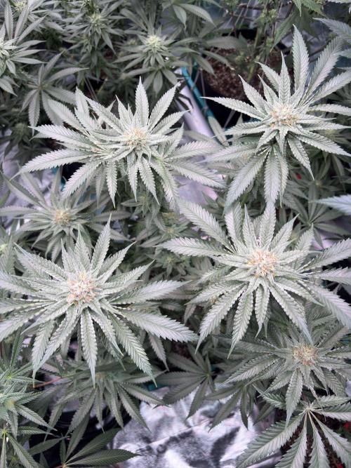 Slurricaine. Week 14