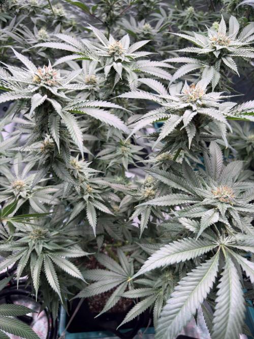 Slurricaine. Week 14