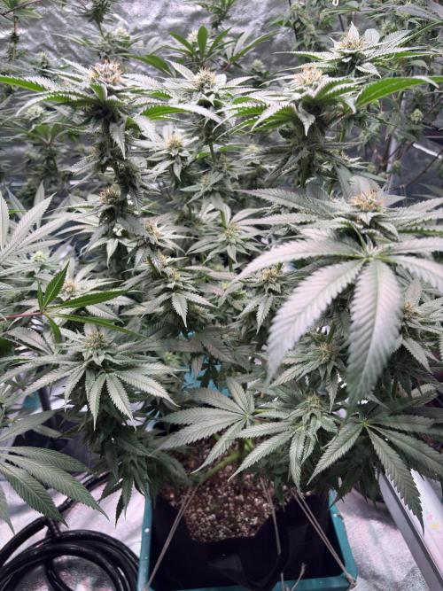 Slurricaine. Week 14