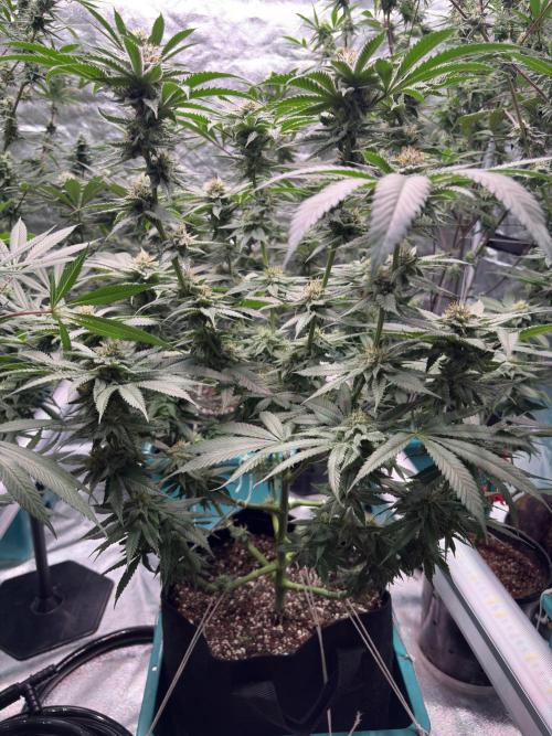 Slurricaine. Week 14