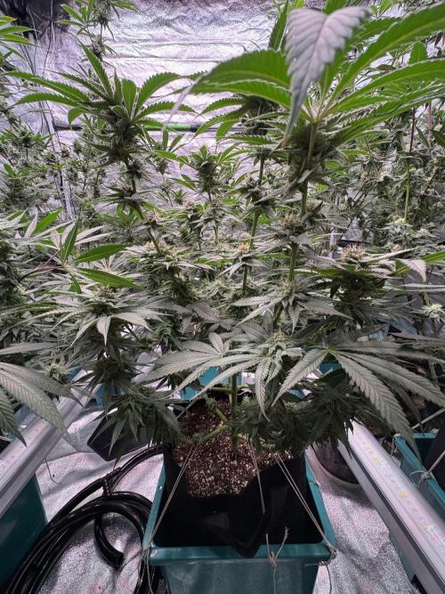 Slurricaine. Week 14