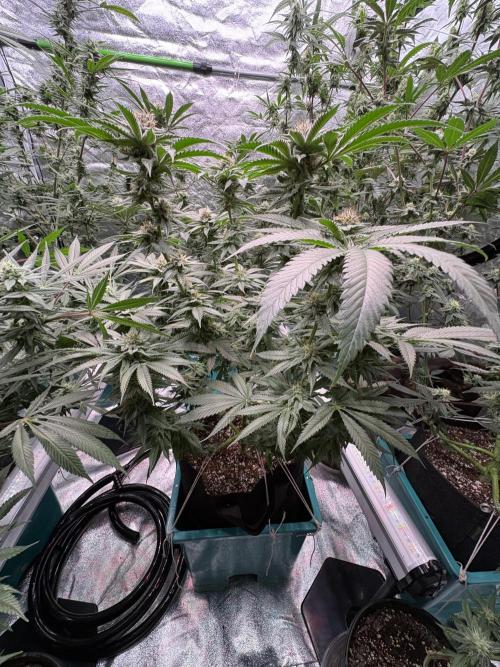 Slurricaine. Week 14