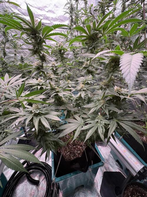 Slurricaine. Week 14