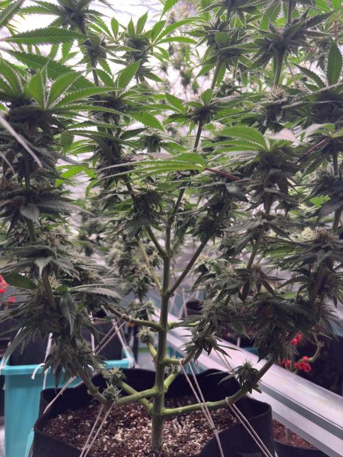 Slurricaine. Week 14