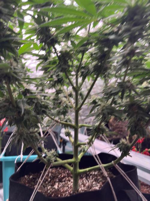 Slurricaine. Week 14