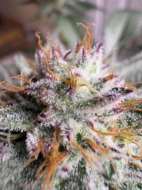 Slurricaine. Week 15