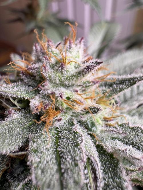 Slurricaine. Week 15