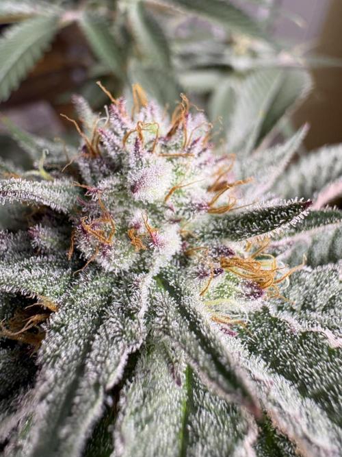 Slurricaine. Week 15