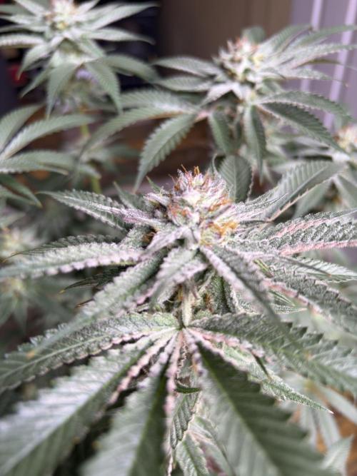 Slurricaine. Week 15