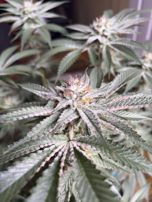 Slurricaine. Week 15