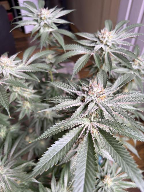 Slurricaine. Week 15