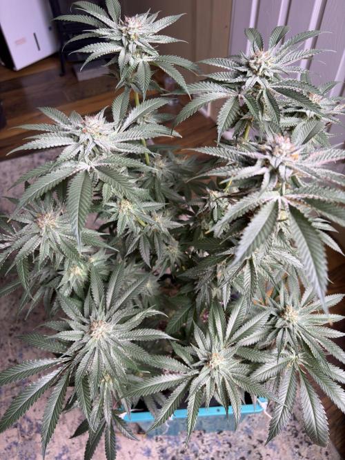 Slurricaine. Week 15