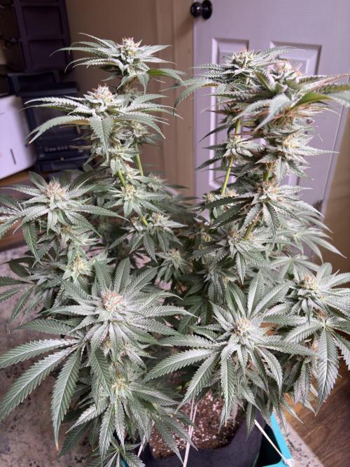 Slurricaine. Week 15