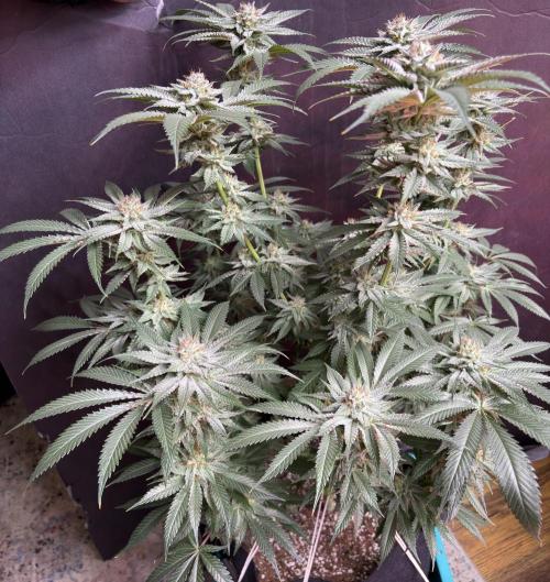 Slurricaine. Week 15