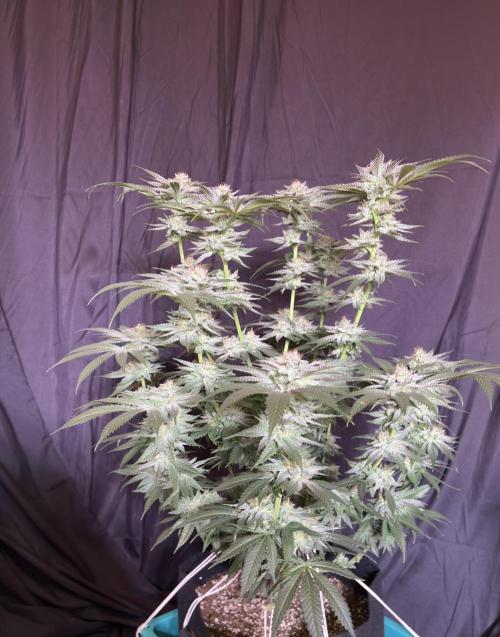 Slurricaine. Week 15