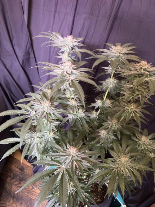 Slurricaine. Week 15