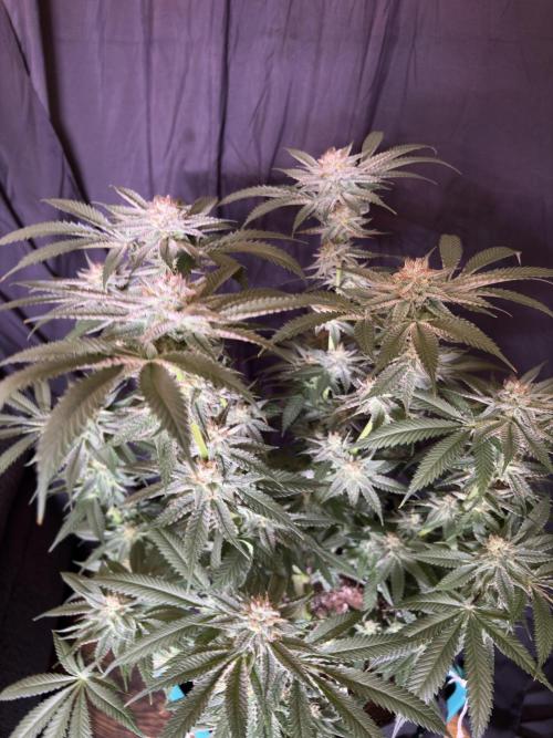 Slurricaine. Week 15