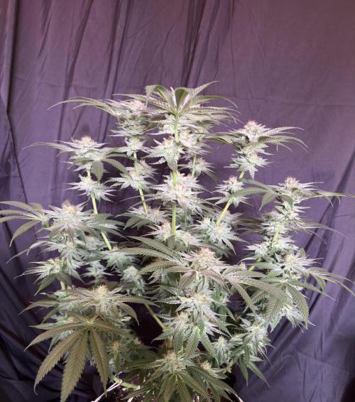 Slurricaine. Week 15