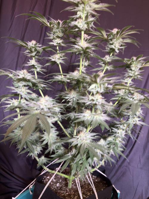 Slurricaine. Week 15