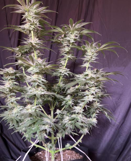 Slurricaine. Week 15