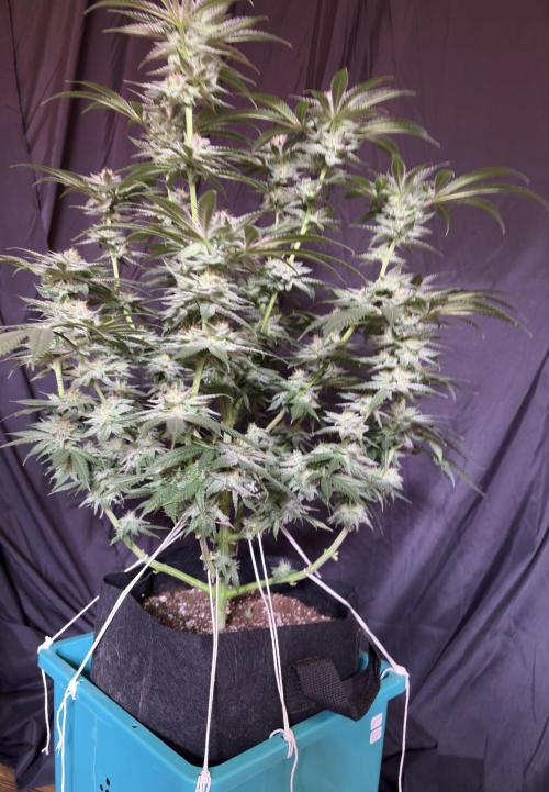 Slurricaine. Week 15