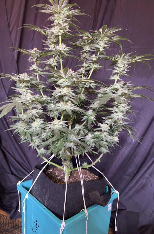 Slurricaine. Week 15