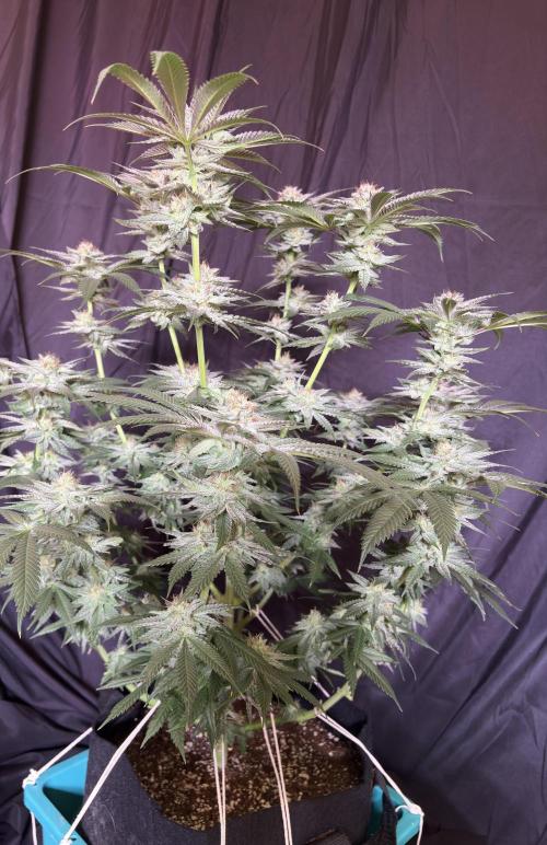 Slurricaine. Week 15