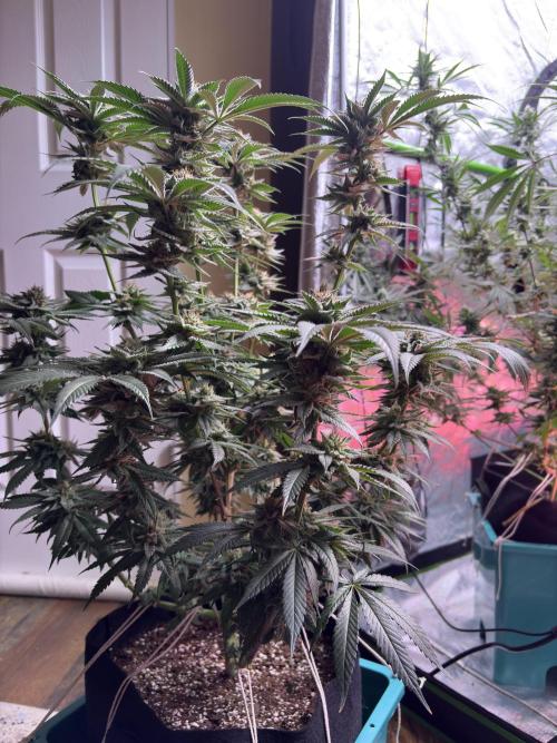 Slurricaine. Week 15