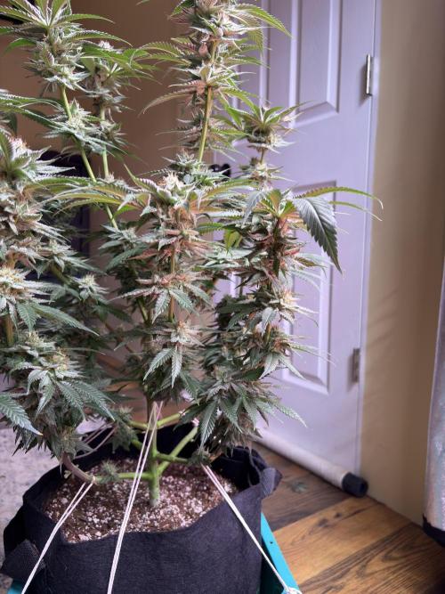 Slurricaine. Week 15