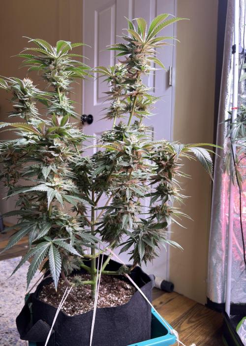 Slurricaine. Week 15