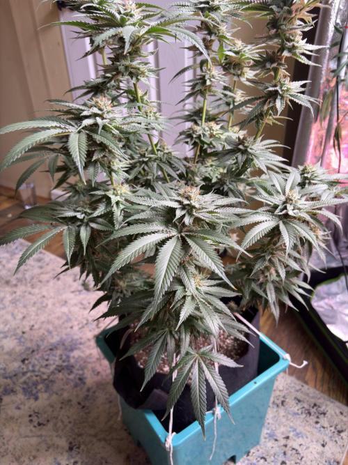 Slurricaine. Week 15