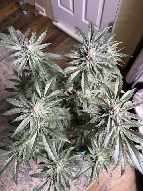 Slurricaine. Week 15