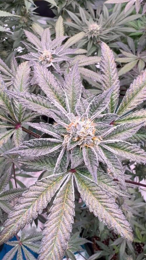 Straw-Lectric Lemonade