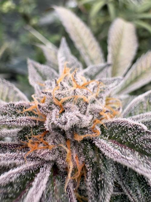 Straw-Lectric Lemonade. Week 15