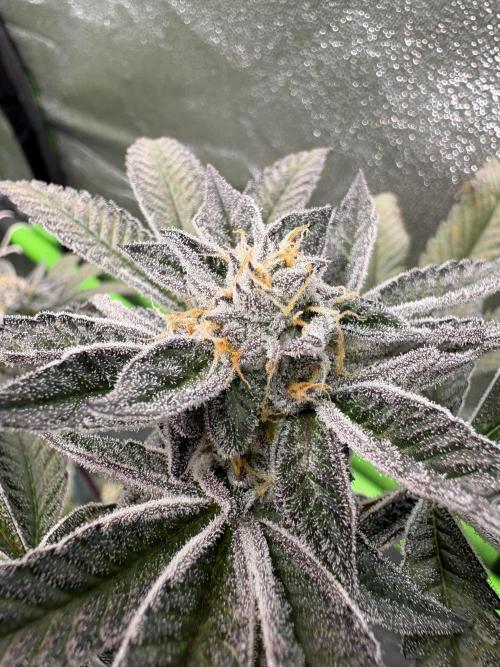 Straw-Lectric Lemonade. Week 15