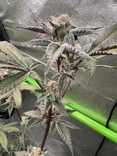 Straw-Lectric Lemonade. Week 15