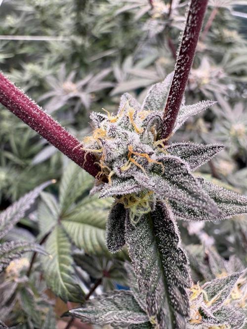 Straw-Lectric Lemonade. Week 15