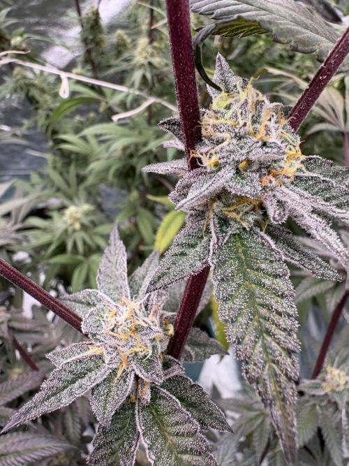 Straw-Lectric Lemonade. Week 15